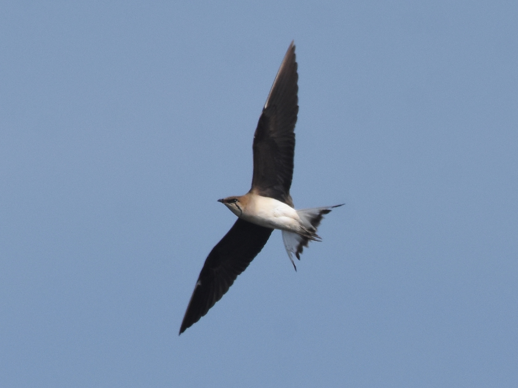 Black-winged Pratincole