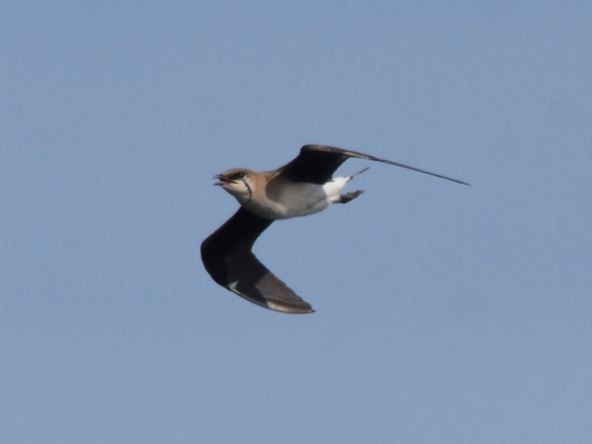 Black-winged Pratincole