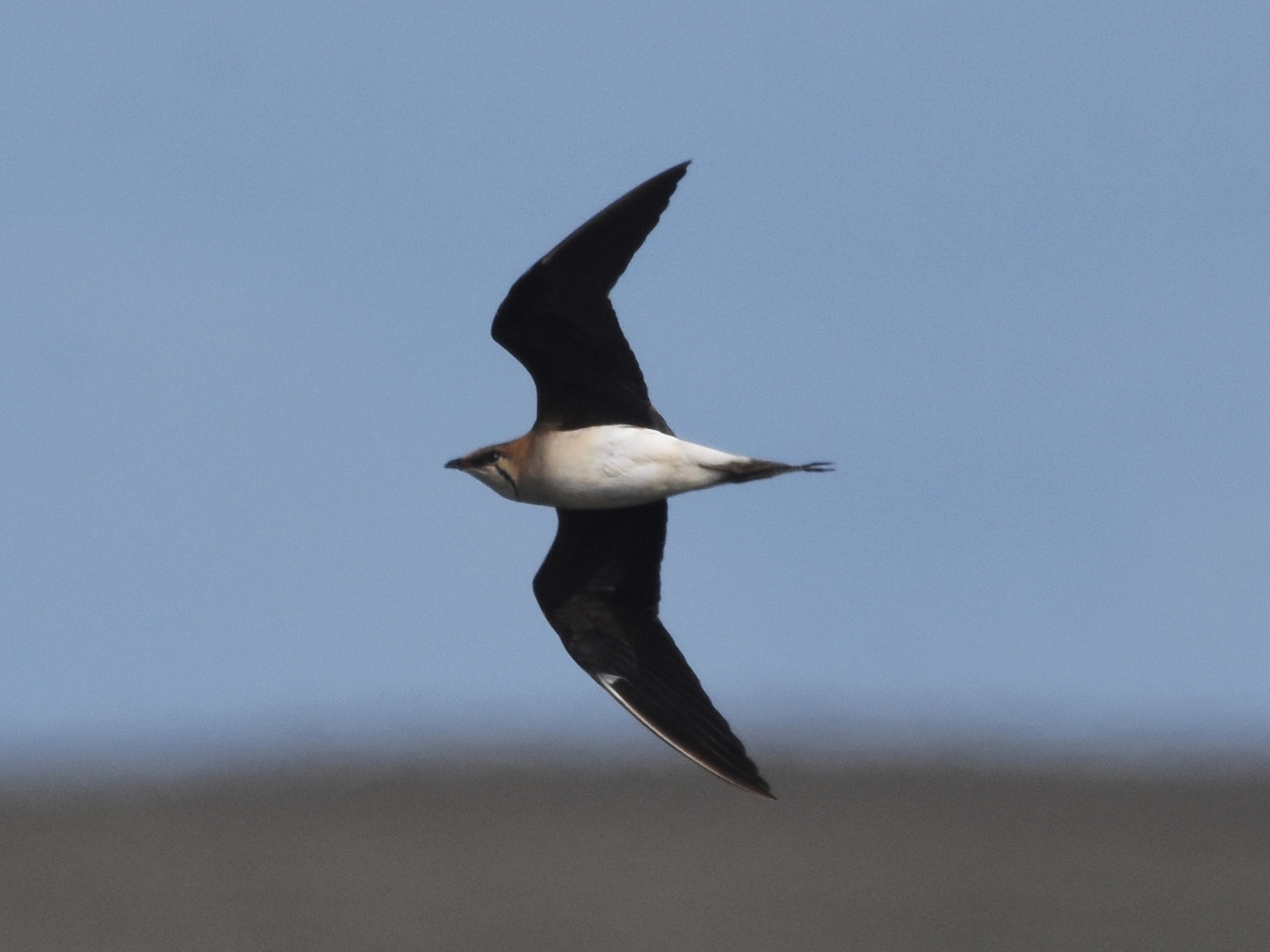 Black-winged Pratincole