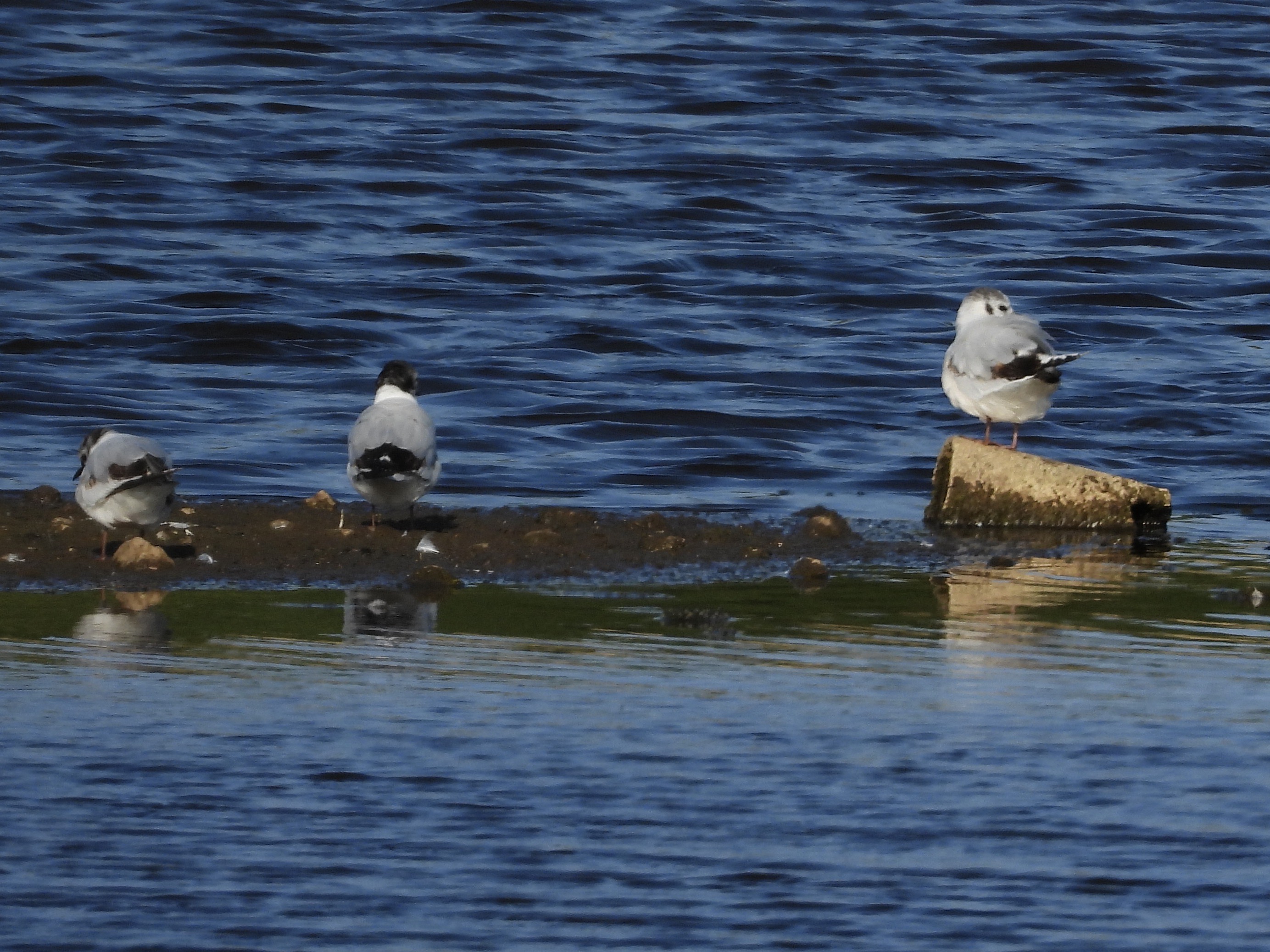 Little Gull
