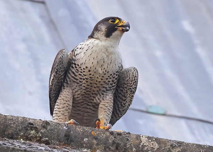 Peregrine
