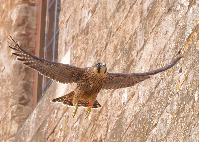 Peregrine