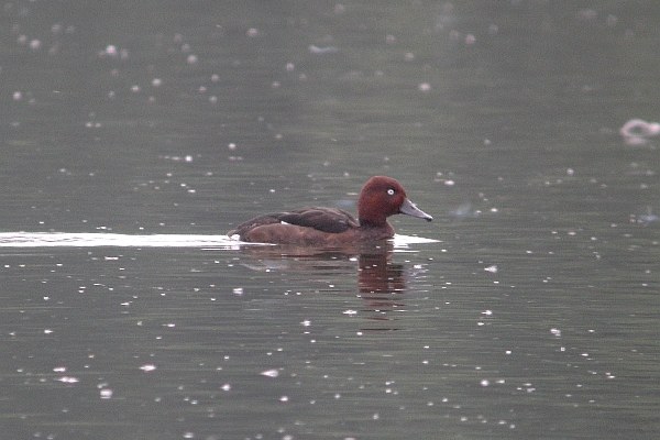 Ferruginous Duck