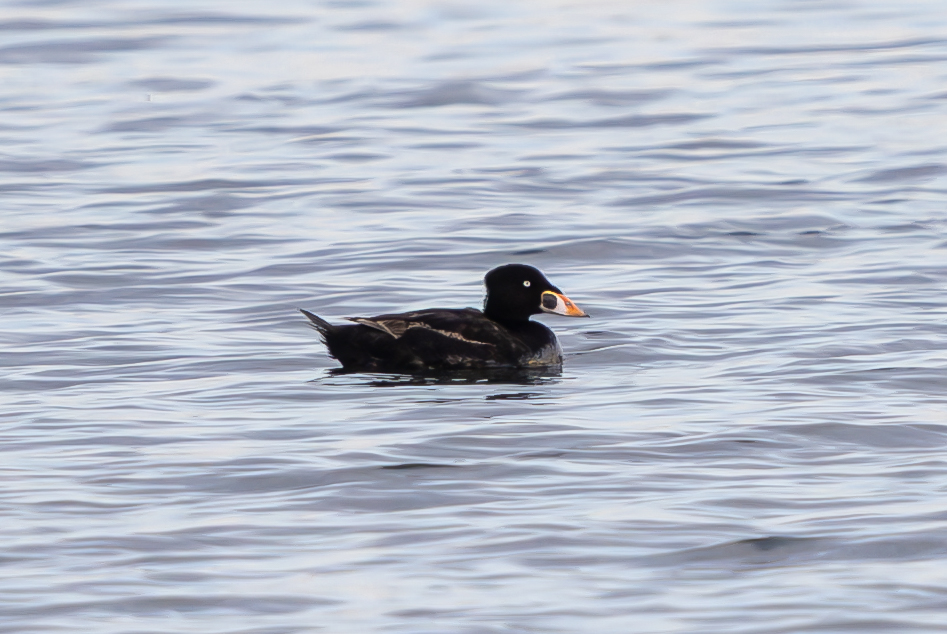 Surf Scoter