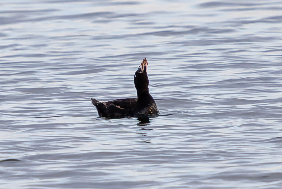 Surf Scoter