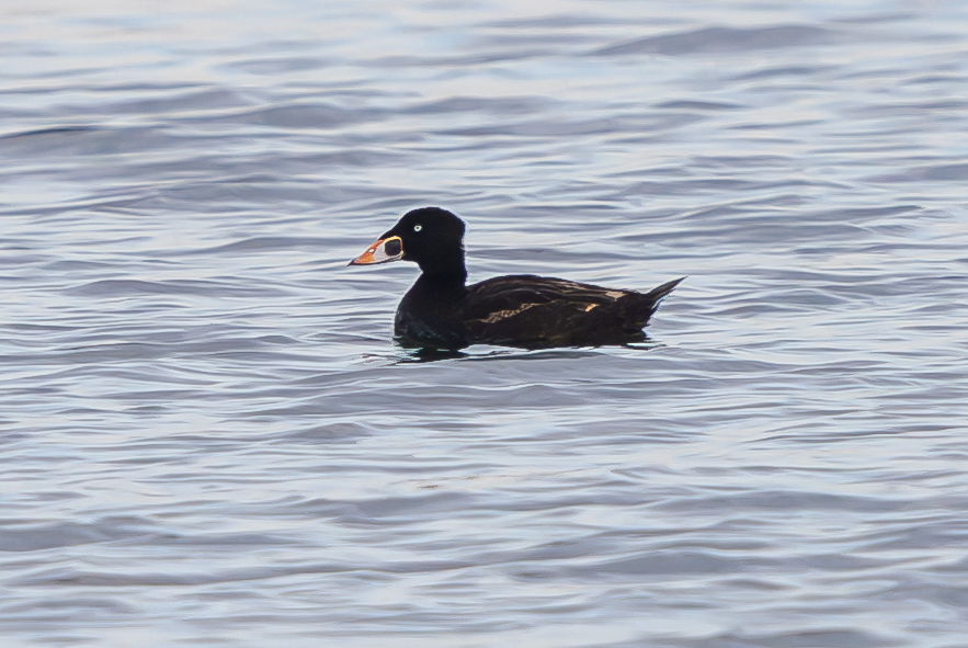 Surf Scoter