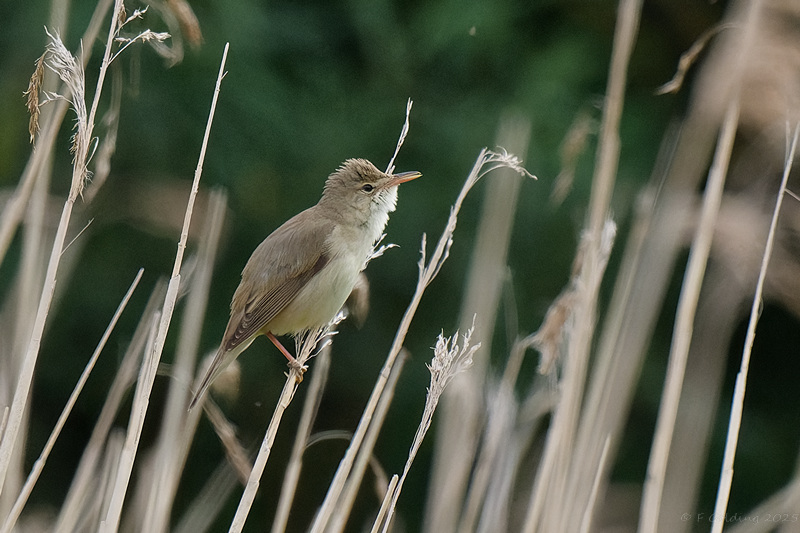 Marsh Warbler