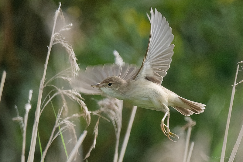 Marsh Warbler