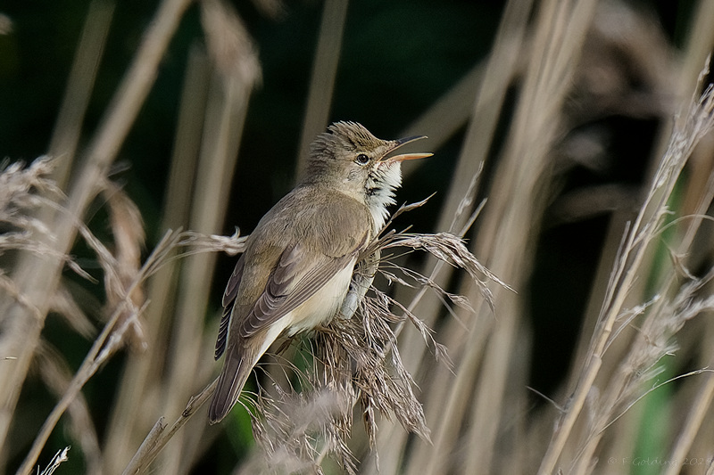 Marsh Warbler