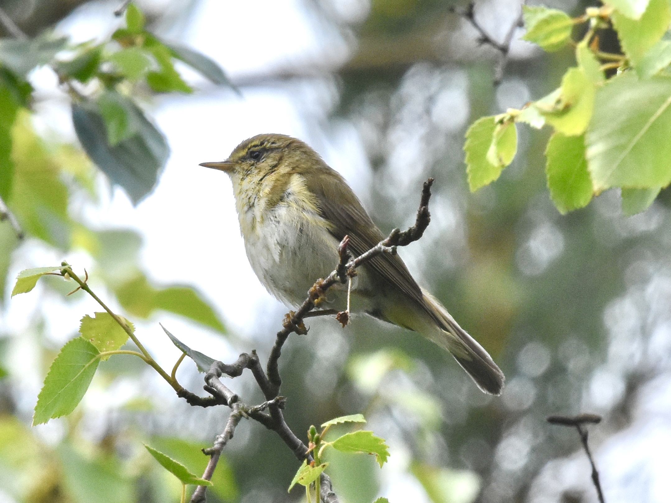 Iberian Chiffchaff