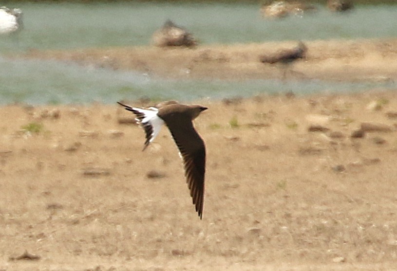 Collared Pratincole