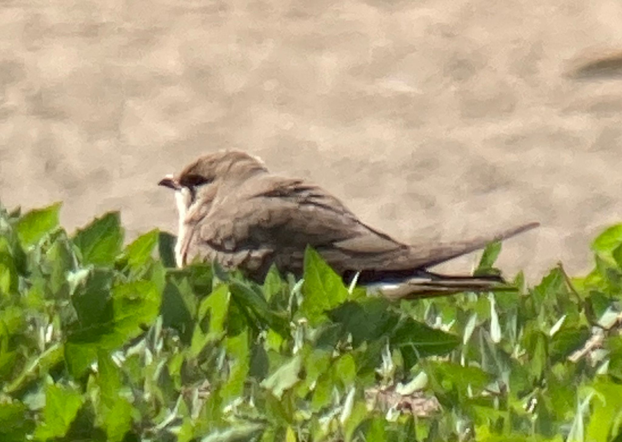 Collared Pratincole