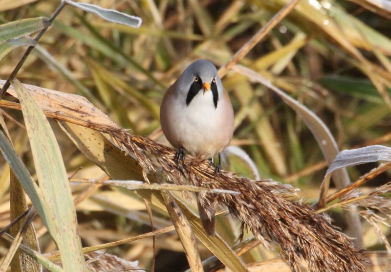 Bearded Tit
