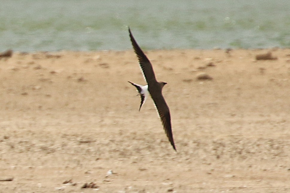 Collared Pratincole