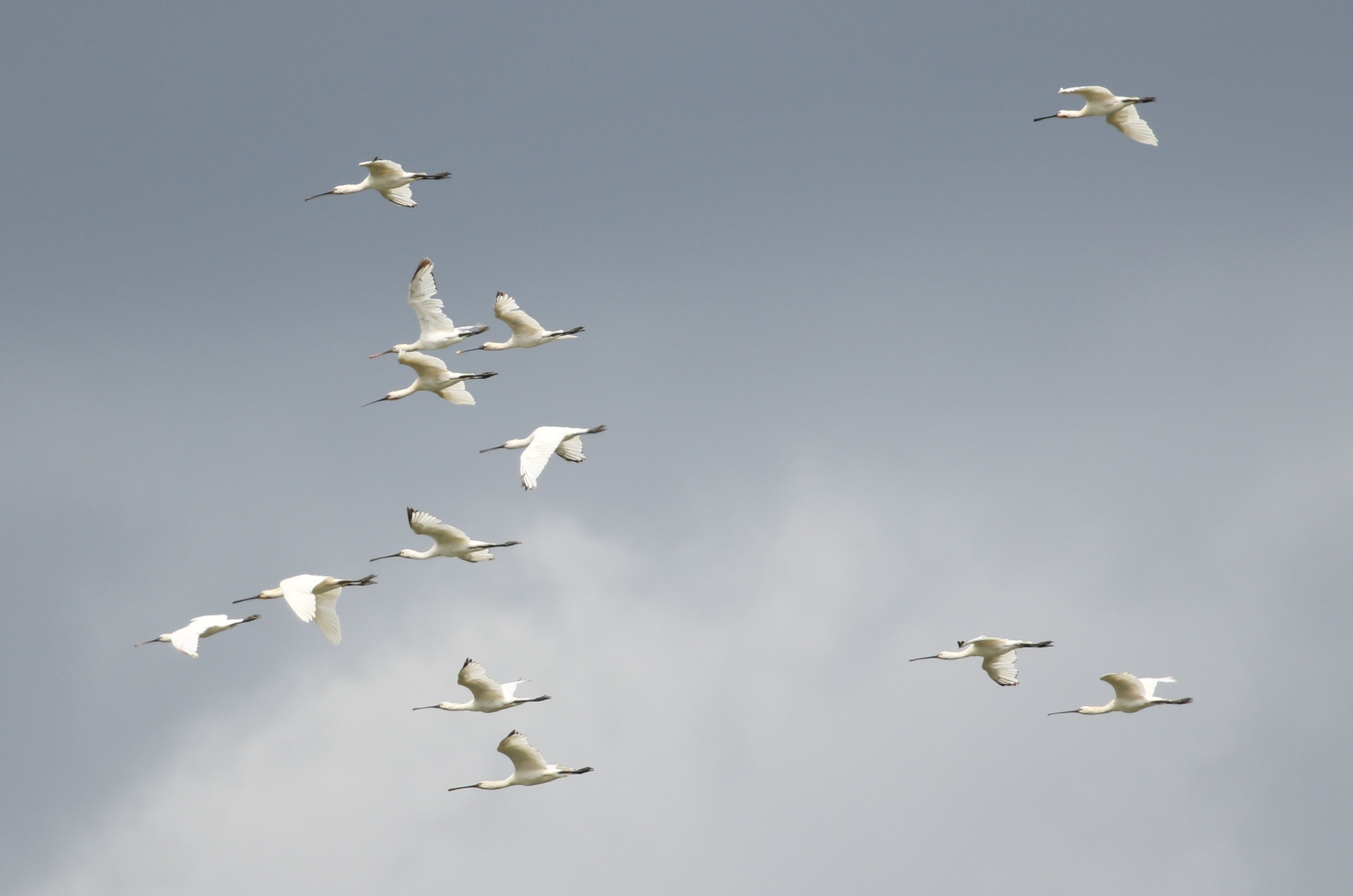 Spoonbill