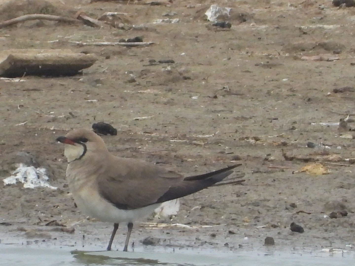 Collared Pratincole