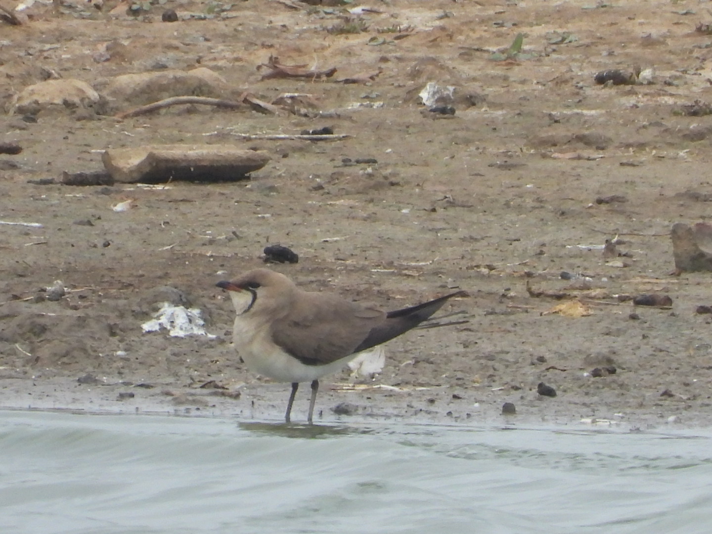 Collared Pratincole