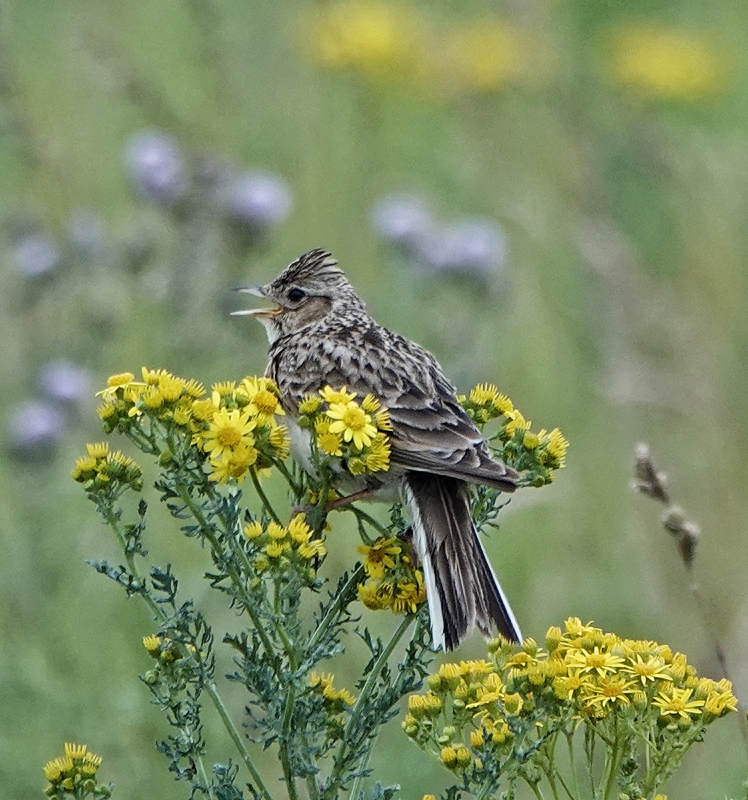 Skylark