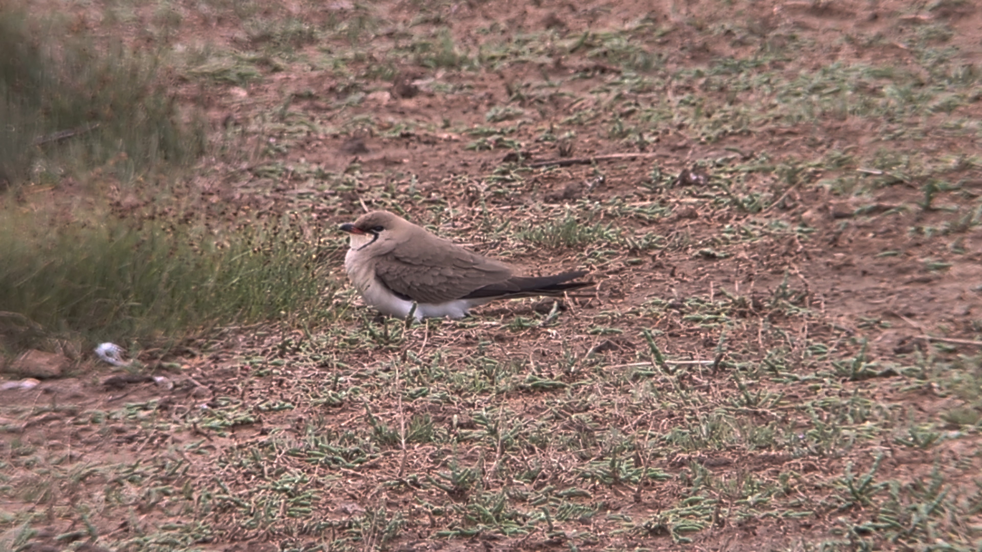 Collared Pratincole
