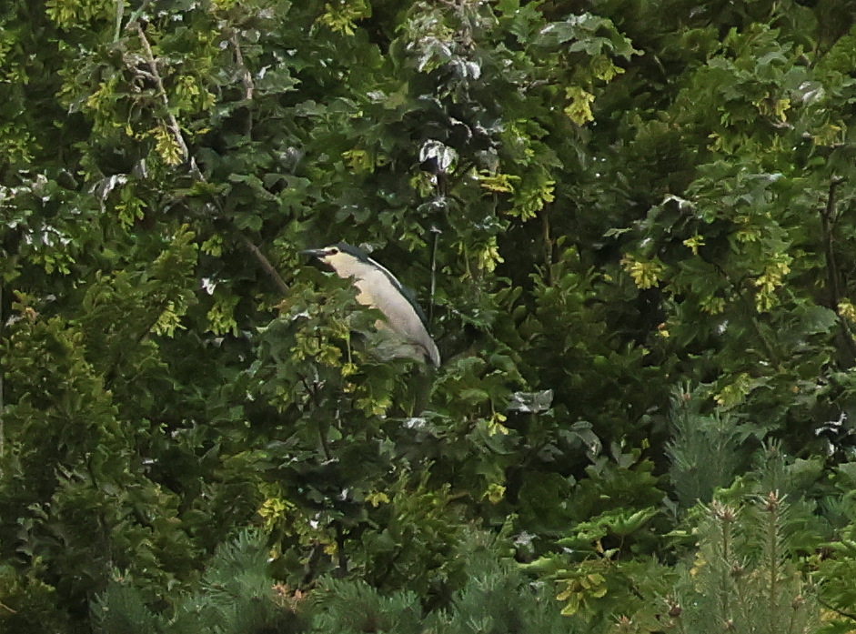 Night Heron
