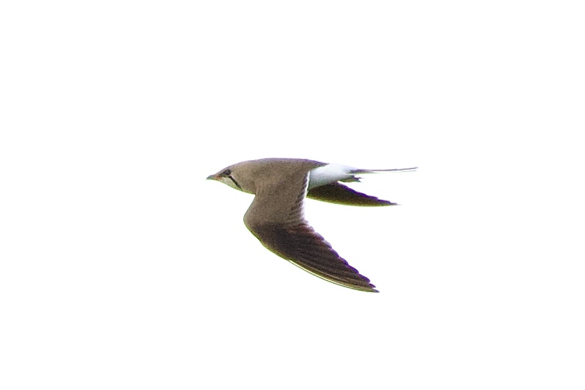 Collared Pratincole