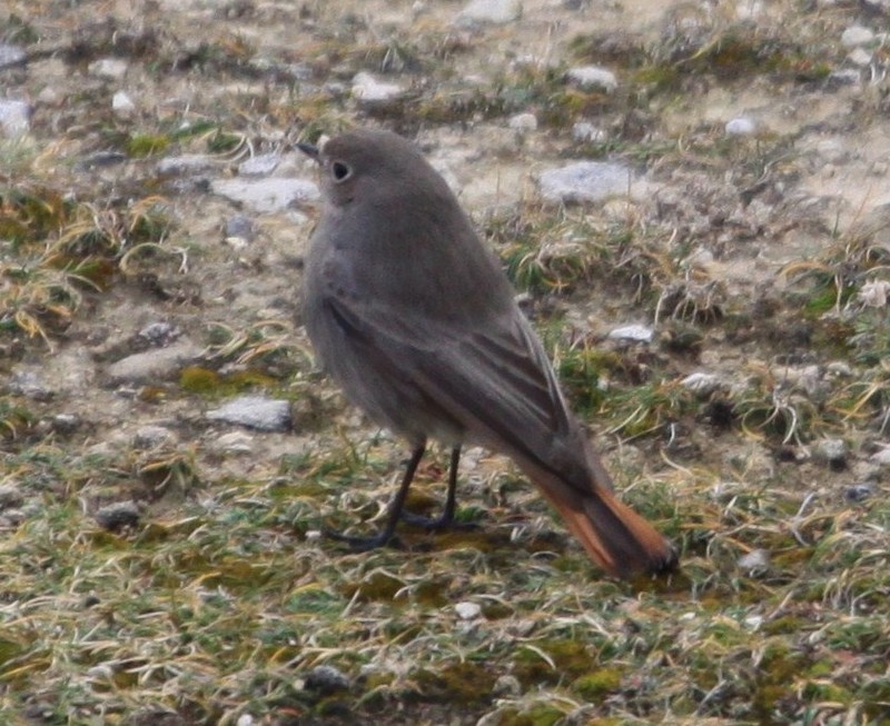 Black Redstart