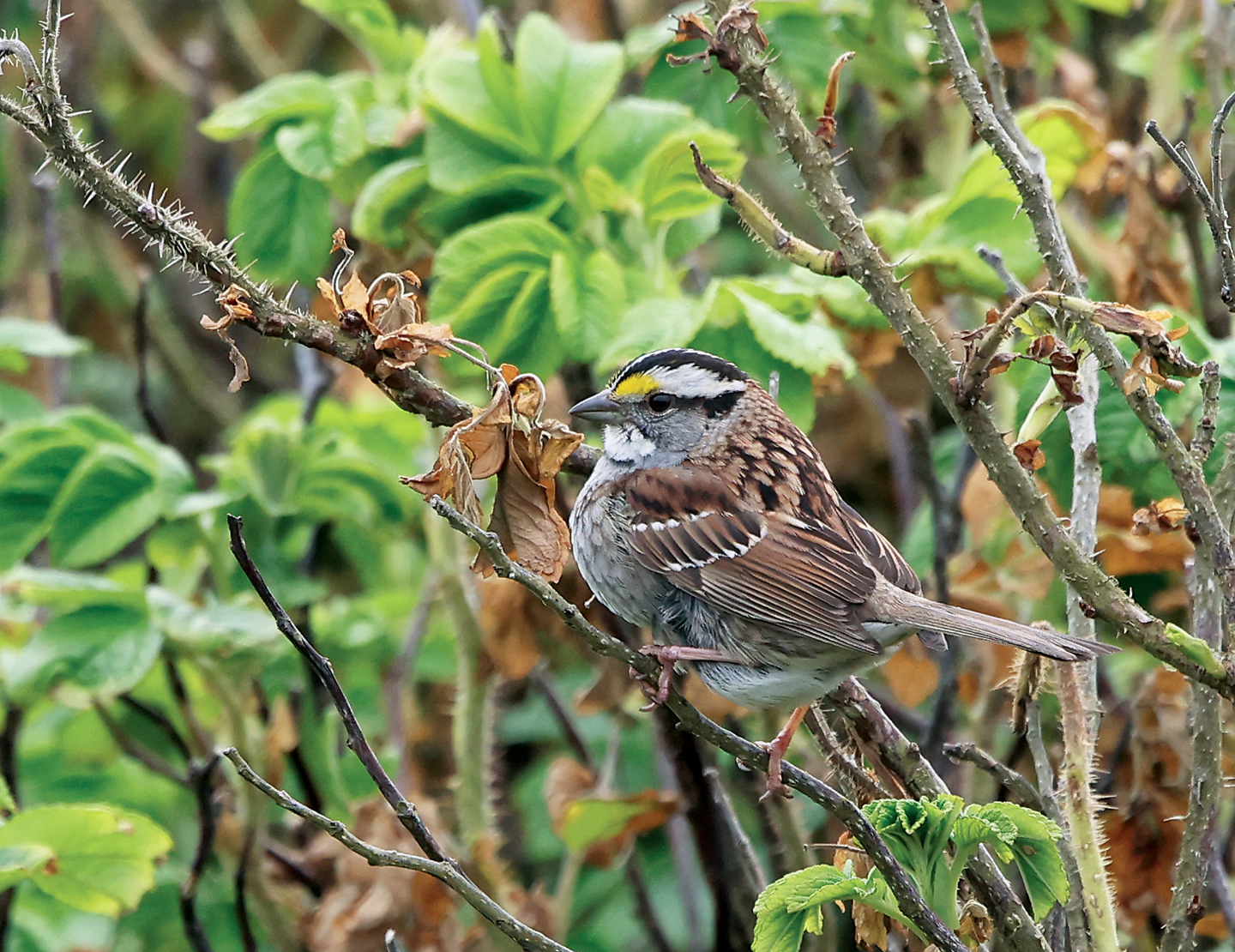 White-throated Sparrow