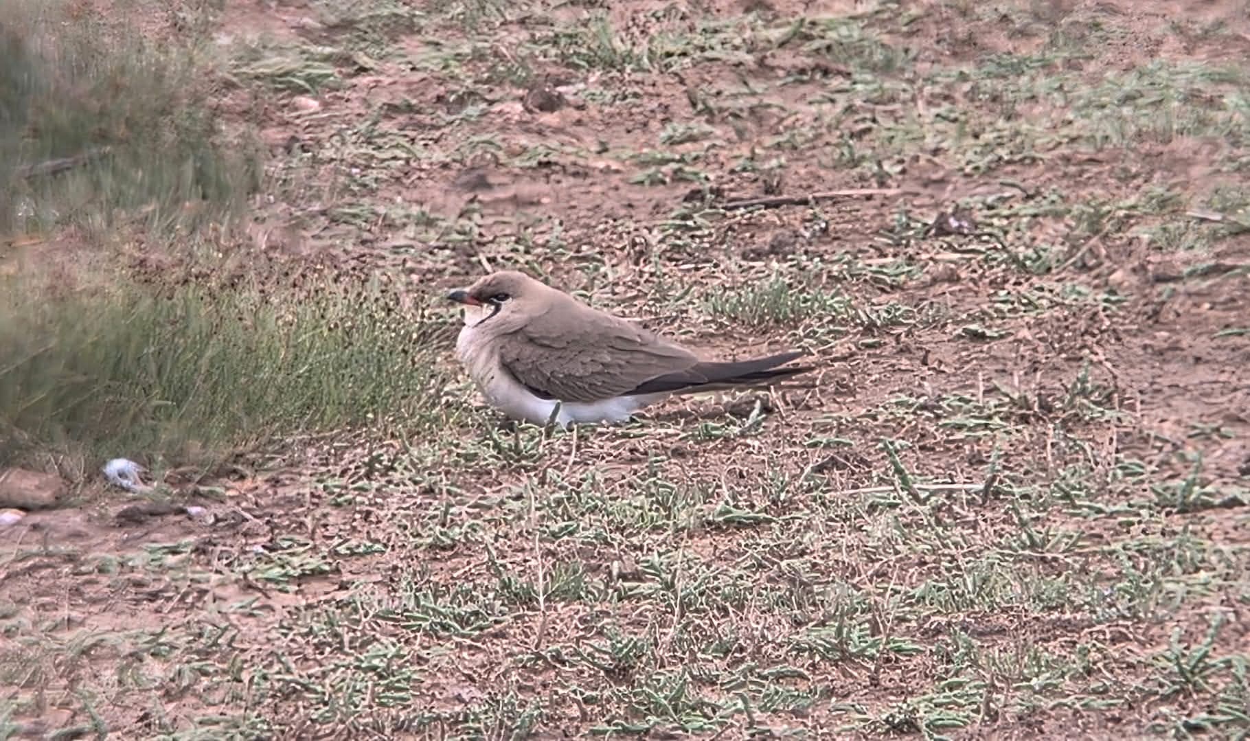 Collared Pratincole