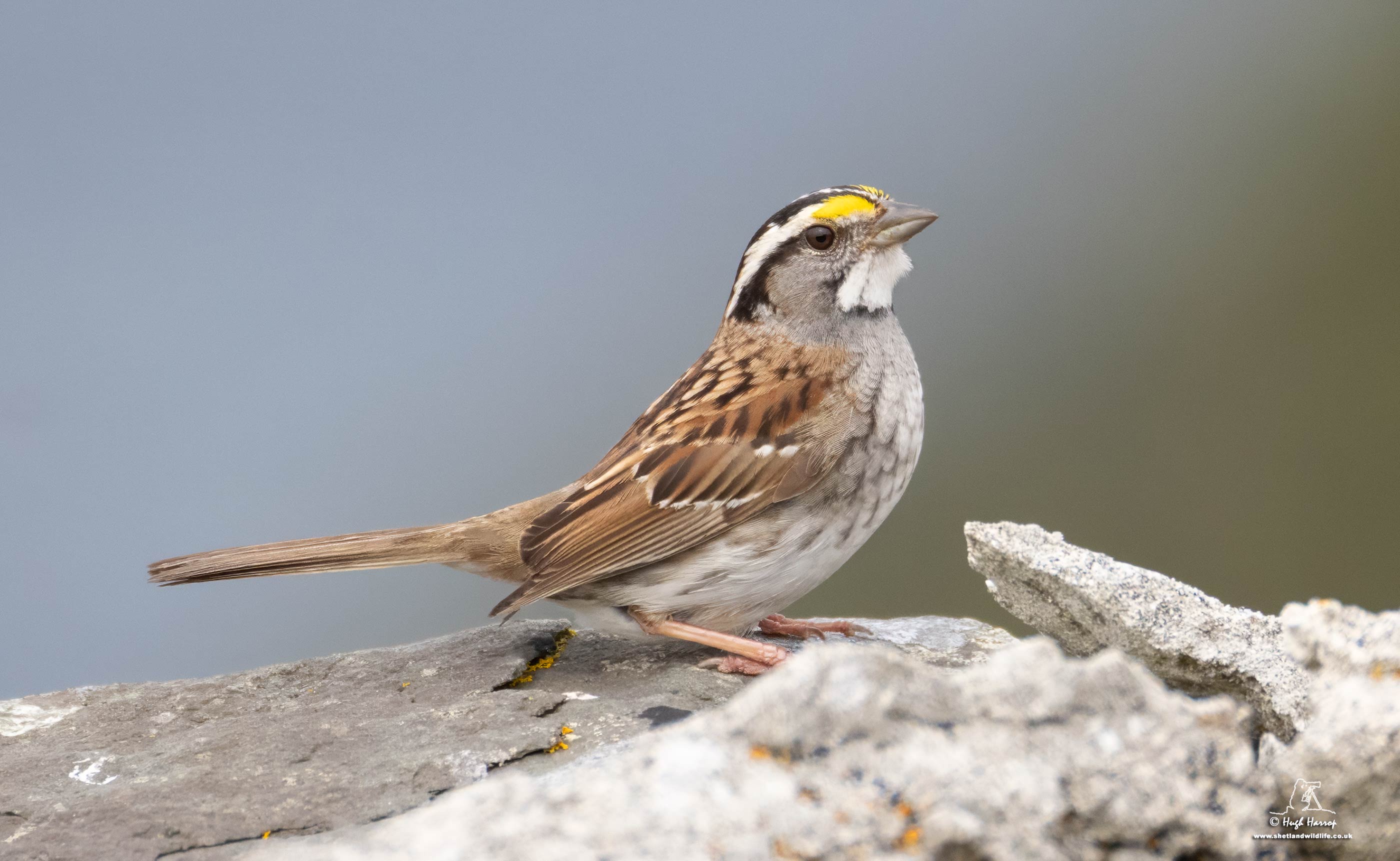 White-throated Sparrow