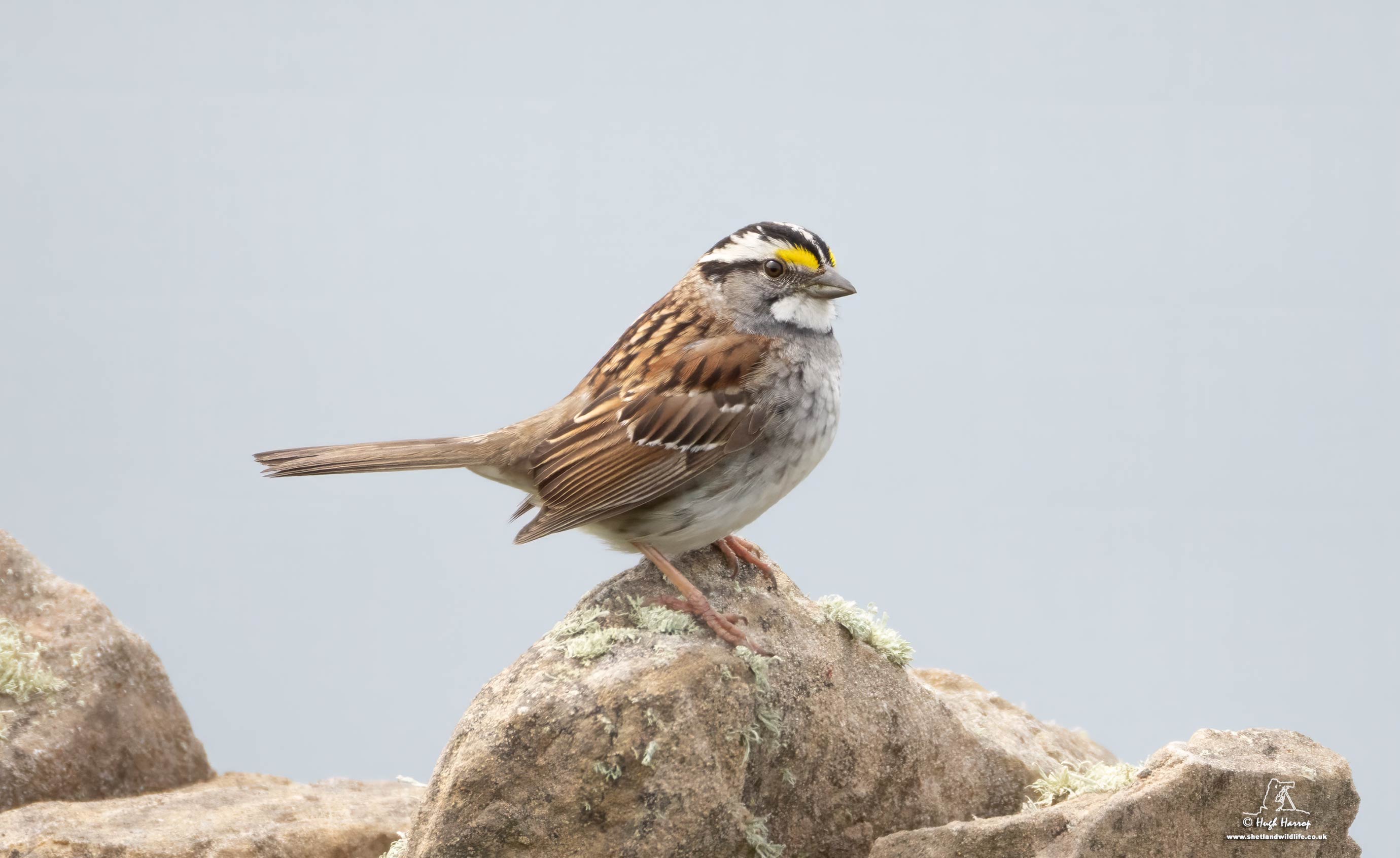White-throated Sparrow