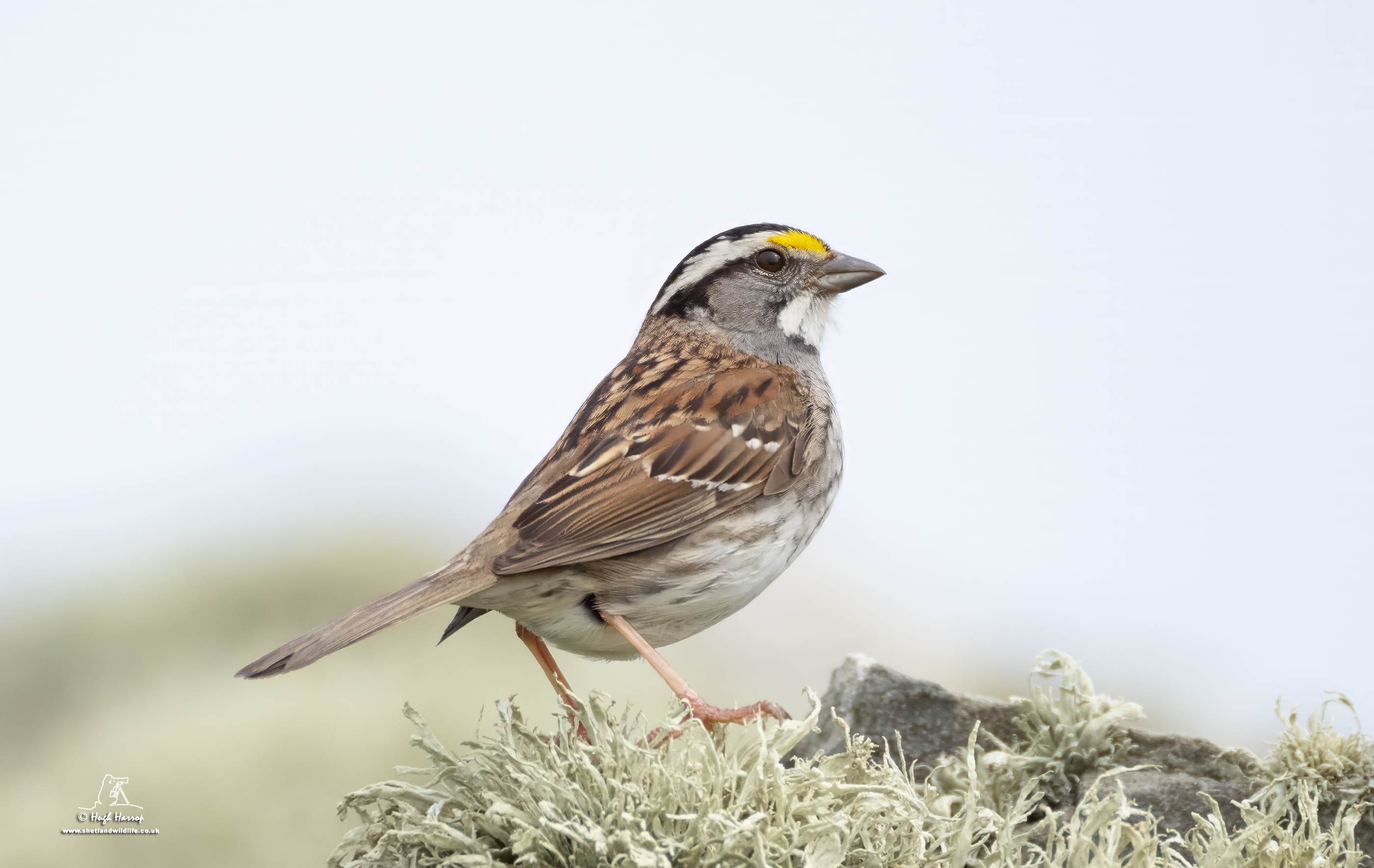 White-throated Sparrow