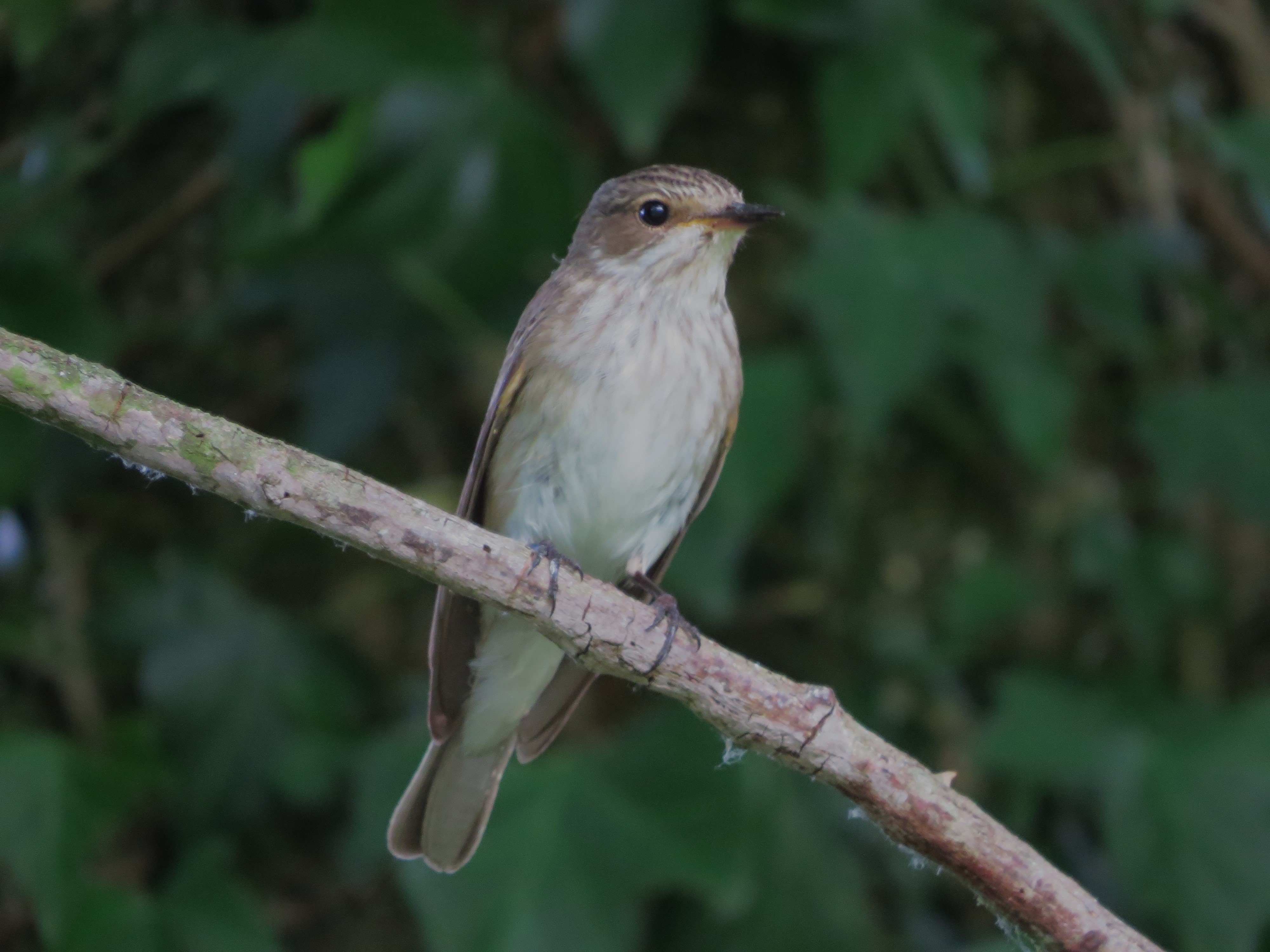Spotted Flycatcher