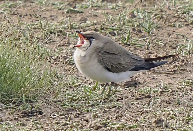 Collared Pratincole