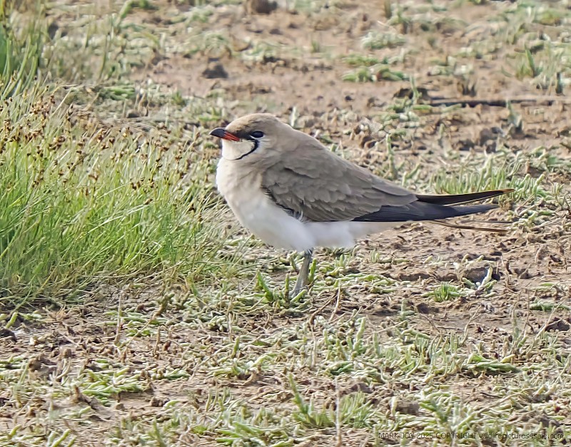Collared Pratincole