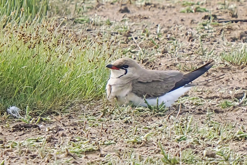 Collared Pratincole