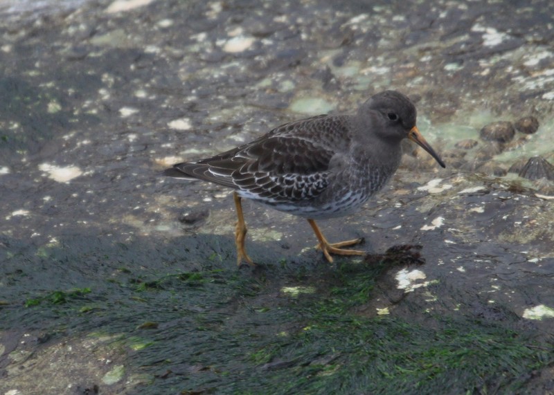 Purple Sandpiper