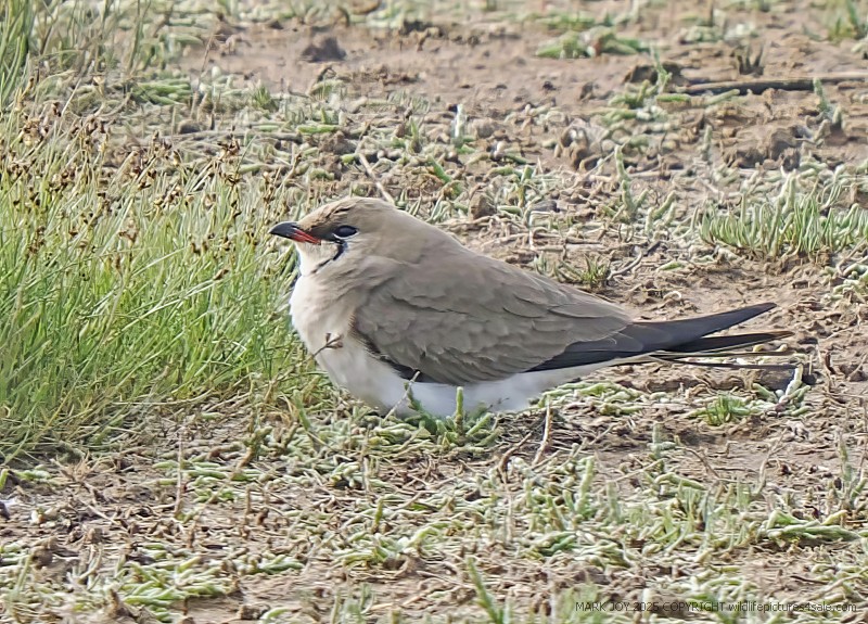 Collared Pratincole