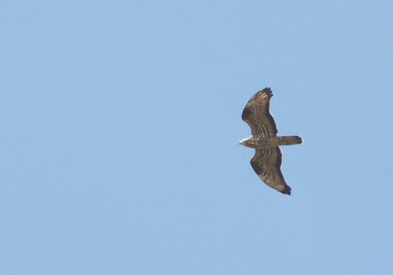 Honey Buzzard