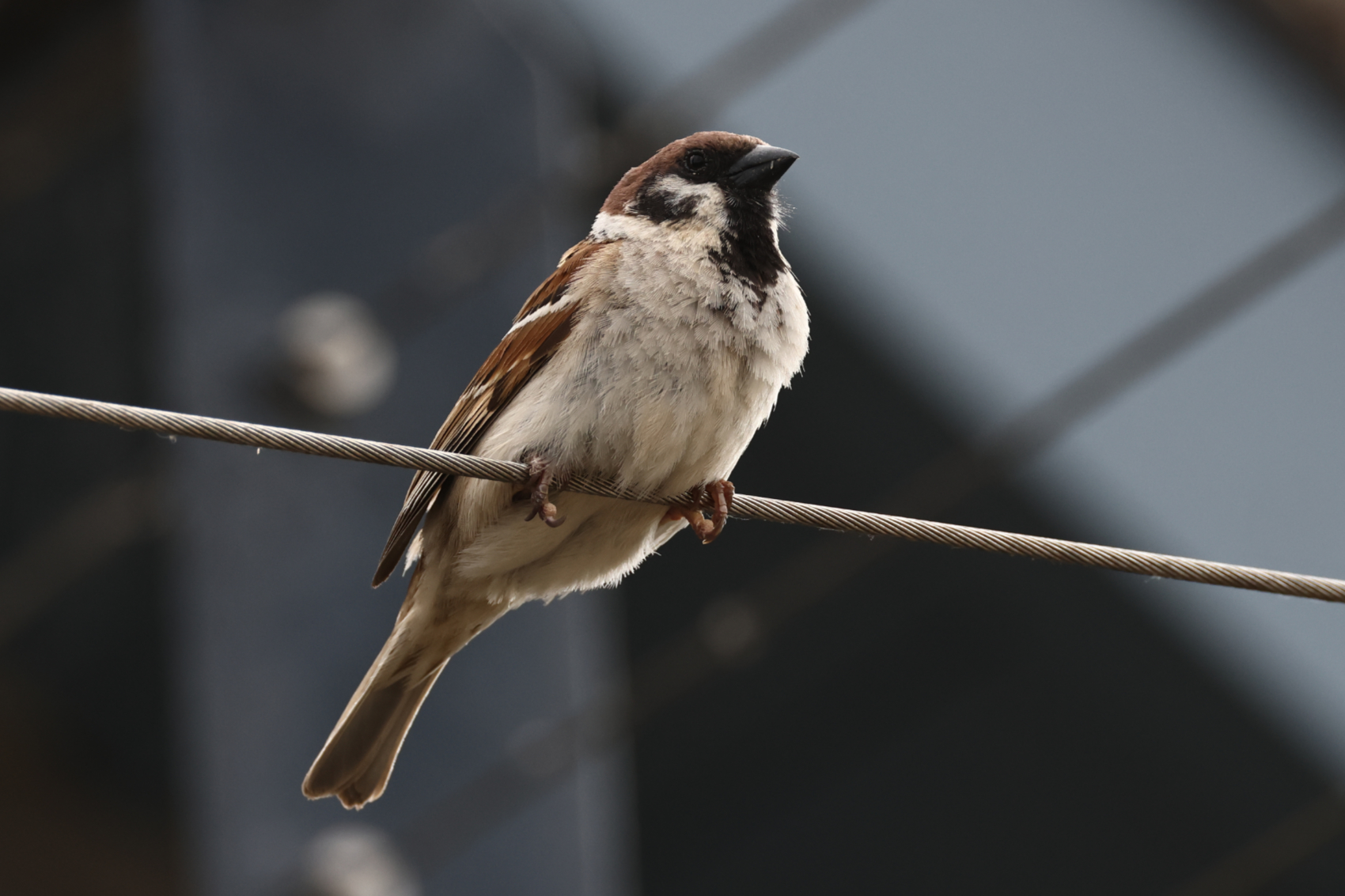 Tree Sparrow