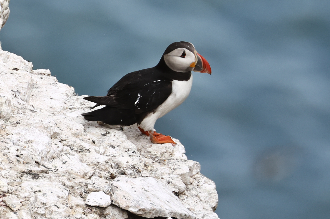 Puffin