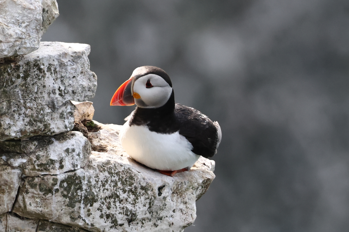 Puffin