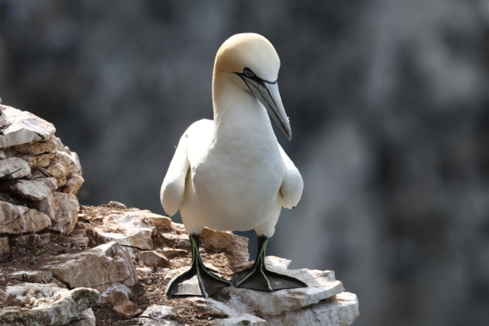 Gannet