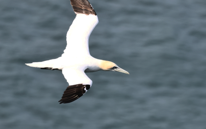Gannet
