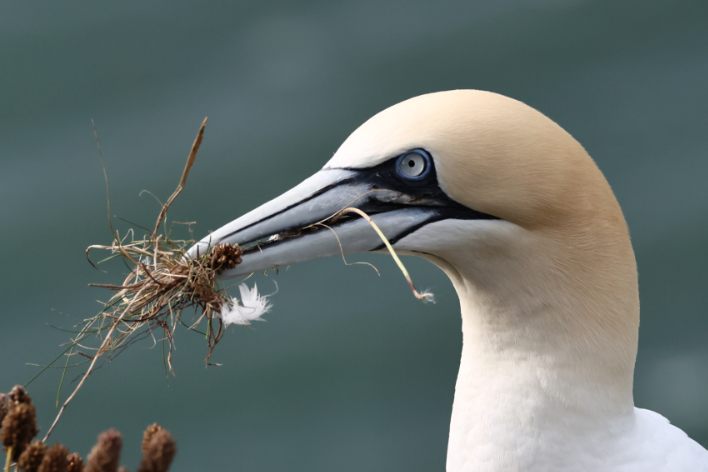 Gannet