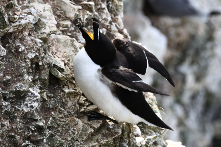 Razorbill