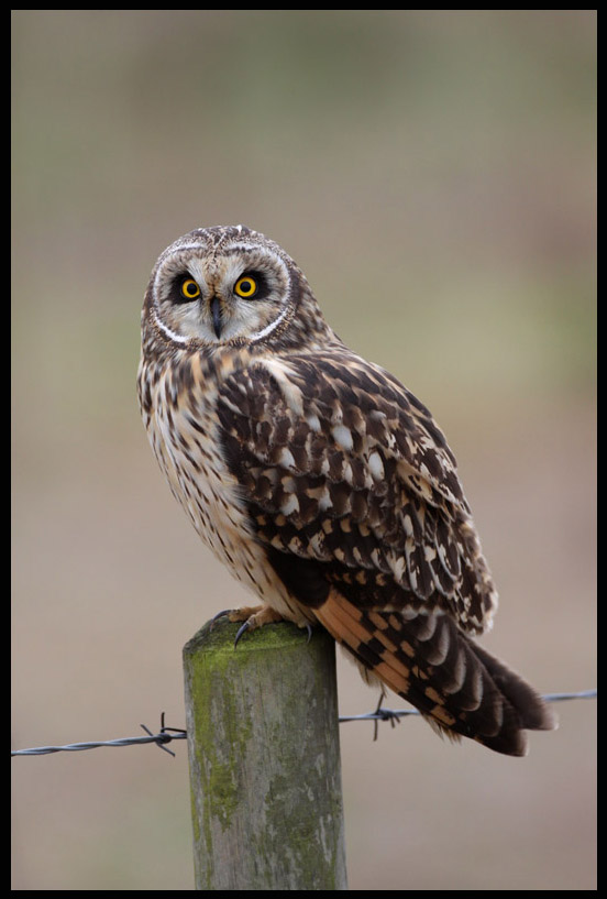 Short-eared Owl