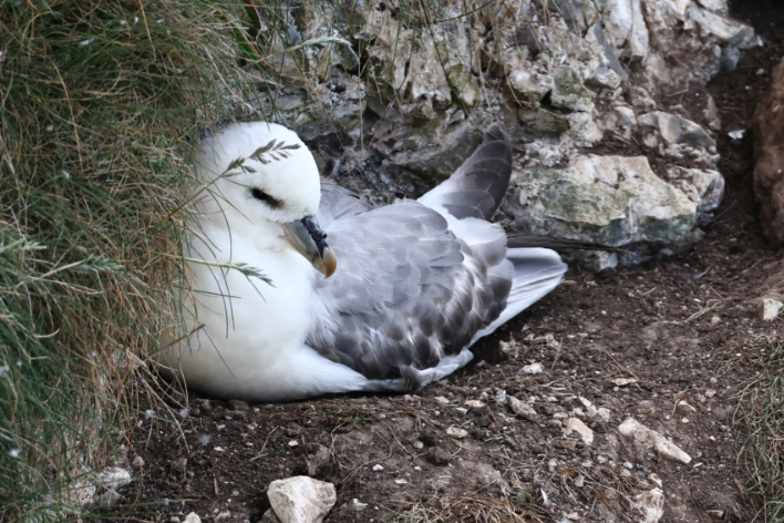 Fulmar