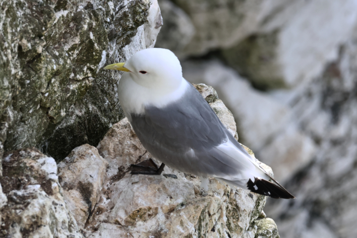 Kittiwake