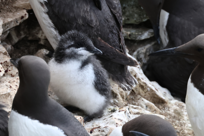 Guillemot