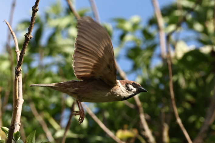 Tree Sparrow